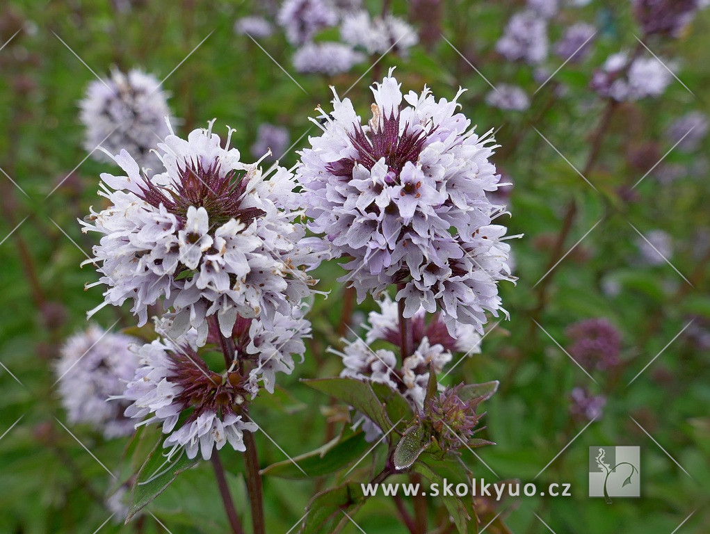 Mentha ´Lemon Fresh´