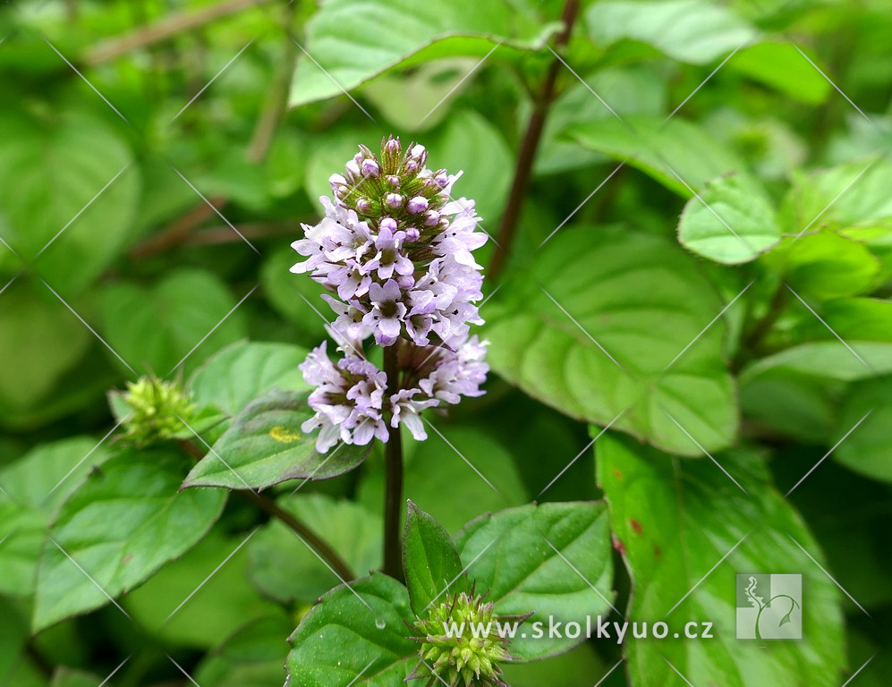 Mentha piperita f. citrata ´Orange Fresh´