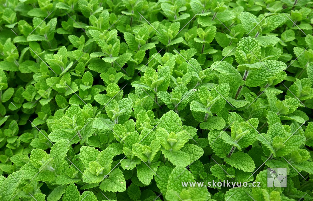 Mentha suaveolens ´Applemint´