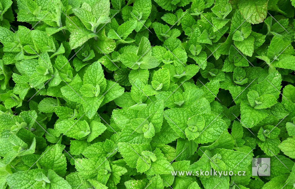 Mentha suaveolens ´Pineapple Mint´