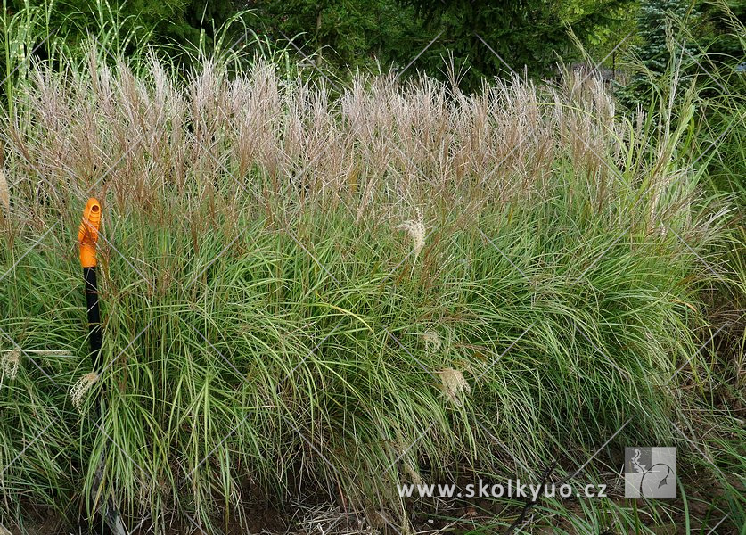 Miscanthus sinensis ´Adagio´