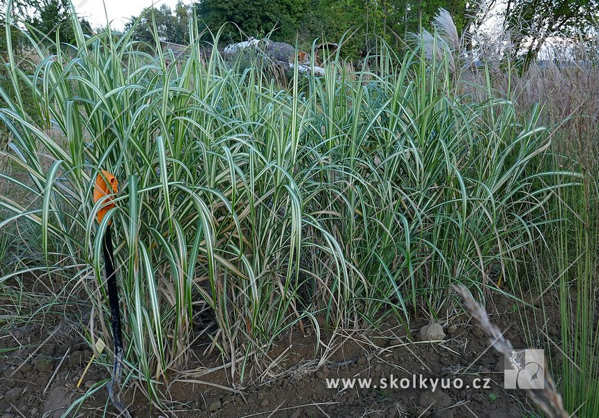Miscanthus sinensis ´Cabaret´
