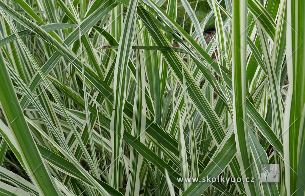 Miscanthus sinensis ´Cosmopolitan´