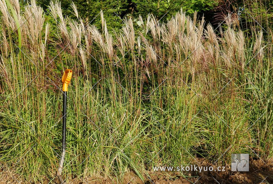 Miscanthus sinensis ´Ferner Osten´