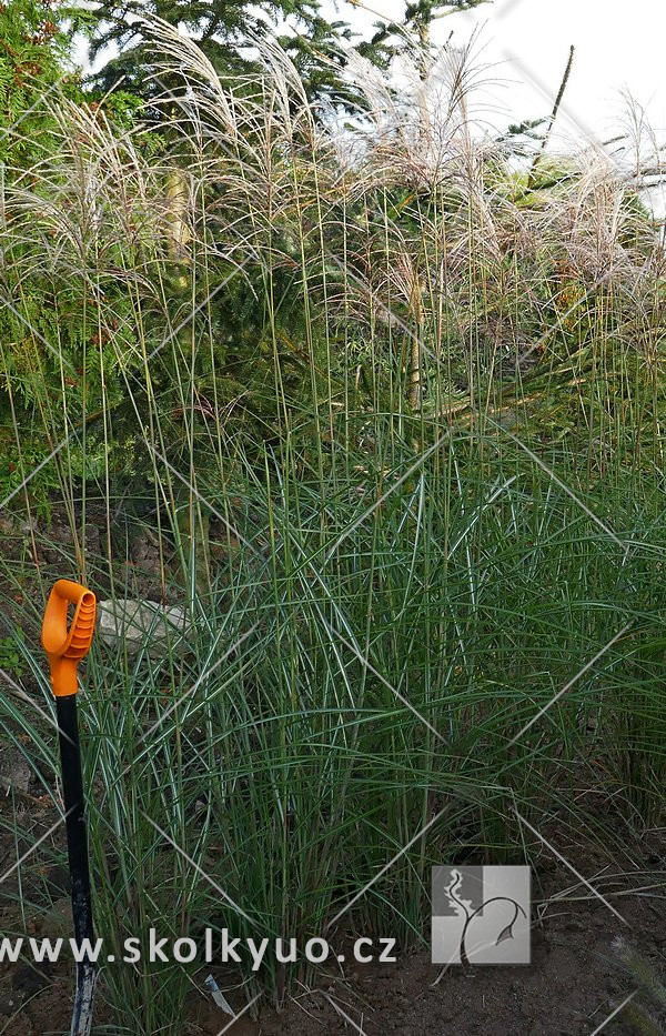 Miscanthus sinensis ´Graziella´