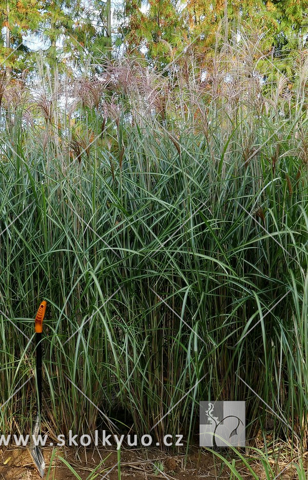 Miscanthus sinensis ´Grosse Fontaine´