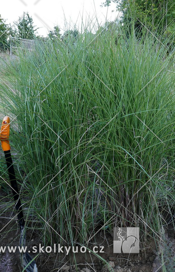 Miscanthus sinensis ´Kleine Fontaine´