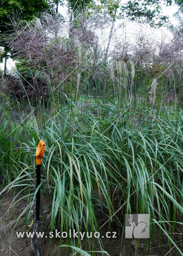 Miscanthus sinensis ´Malepartus´