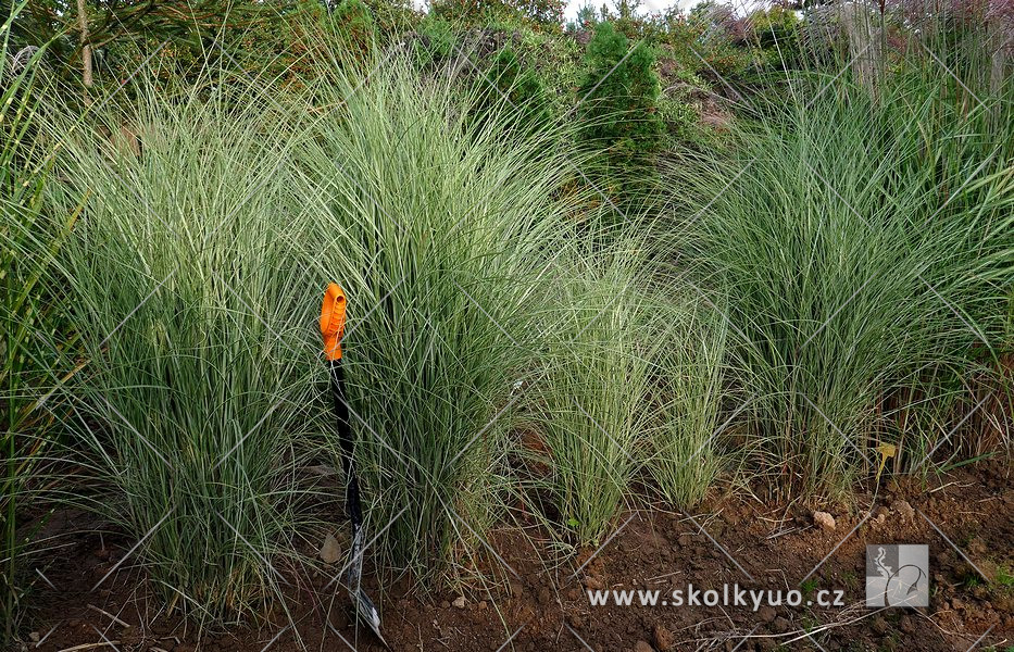 Miscanthus sinensis ´Morning Light´