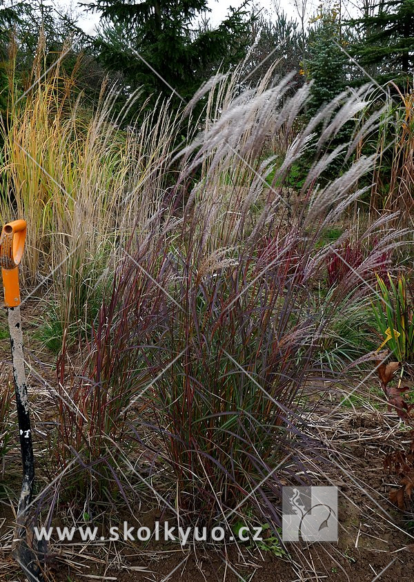 Miscanthus sinensis ´Purple Fall´