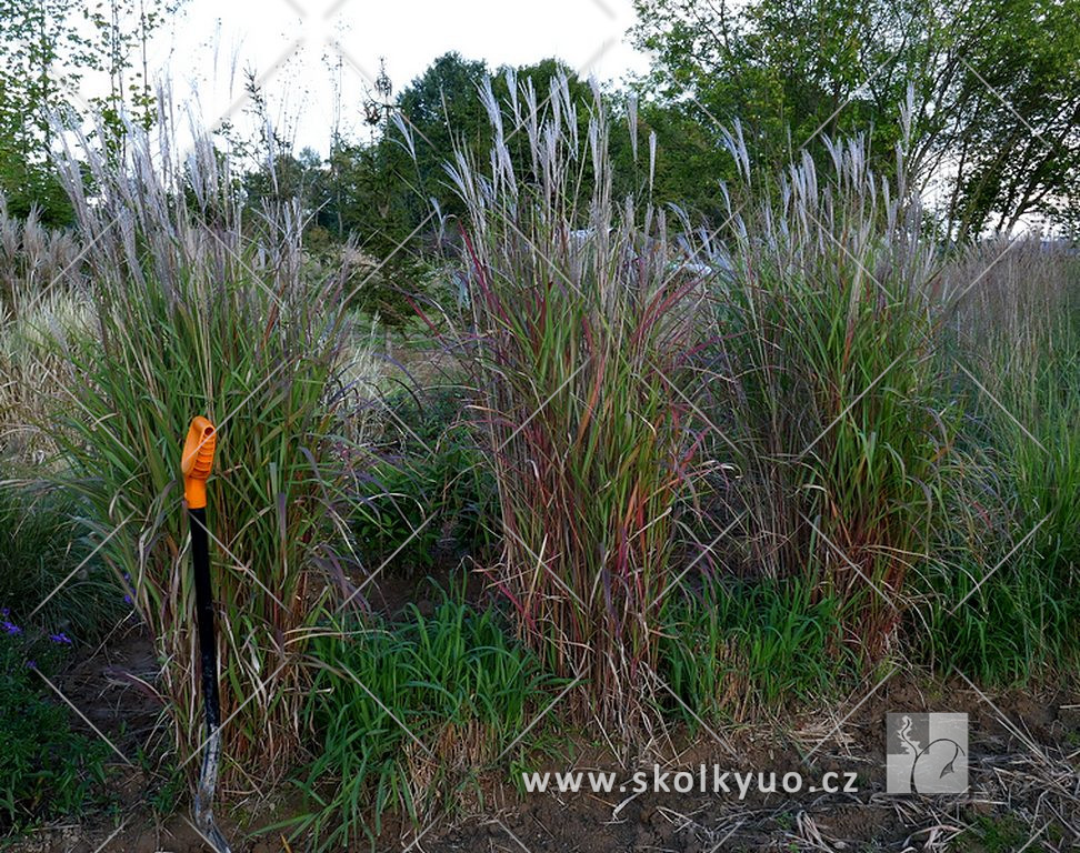 Miscanthus sinensis ´Purpurascens´