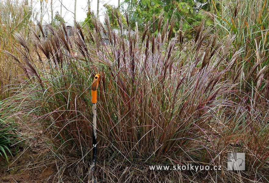 Miscanthus sinensis ´Red Chief´