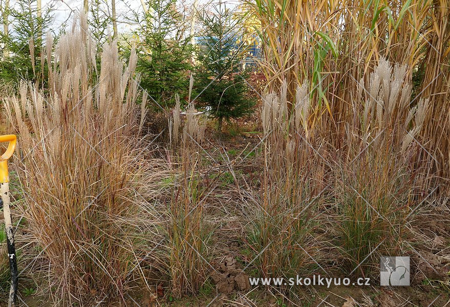 Miscanthus sinensis ´Yaku Jima´ (Yakushima Dwarf)