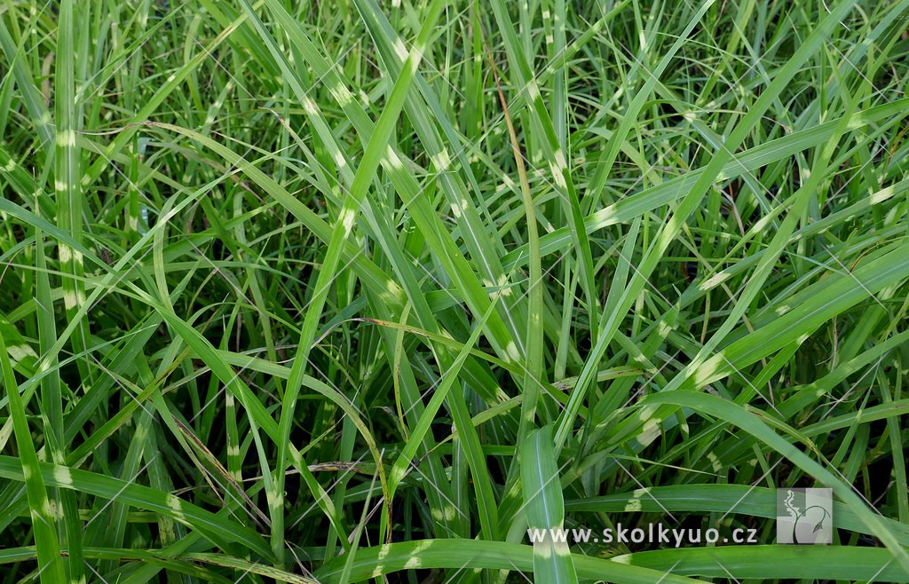 Miscanthus sinensis ´Zebrinus´