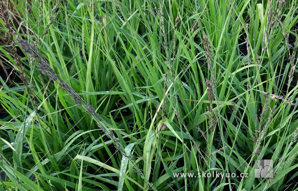 Molinia caerulea ´Black Arrow´