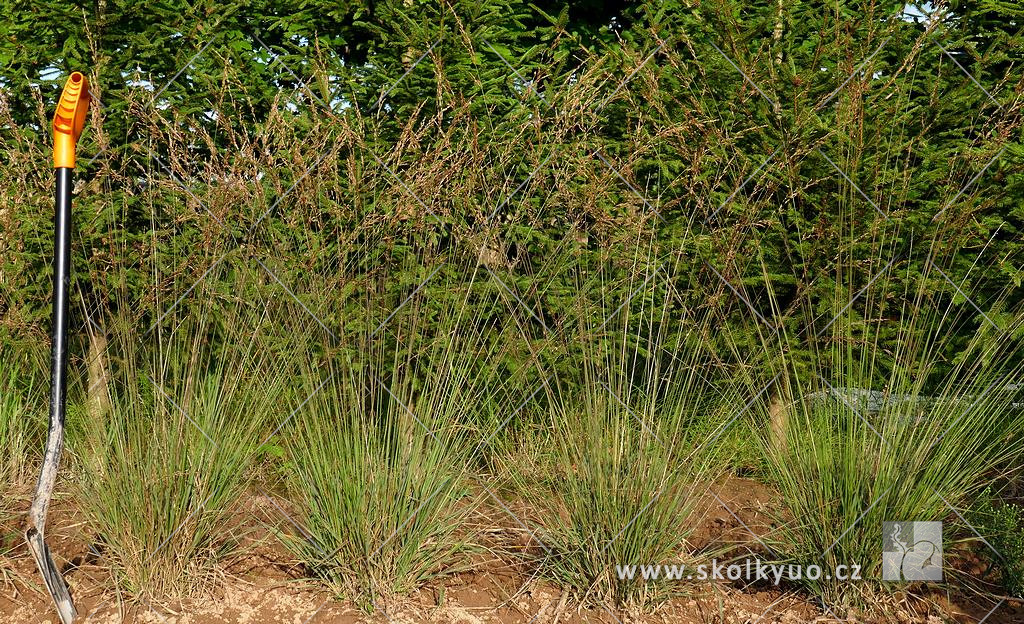 Molinia caerulea ´Edith Dudszus´