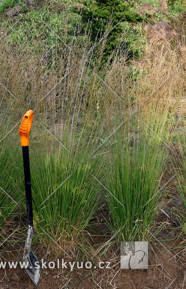 Molinia caerulea ´Heidebraut´