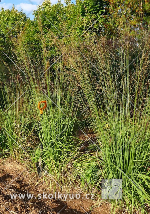 Molinia caerulea ´Karl Foerster´