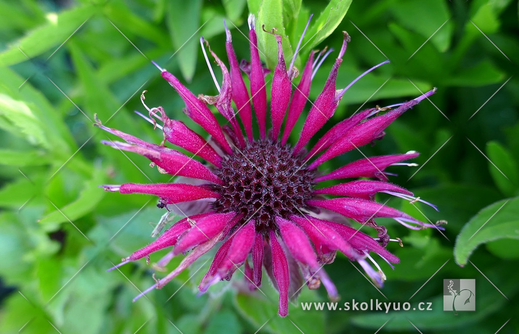 Monarda ´Fireball´