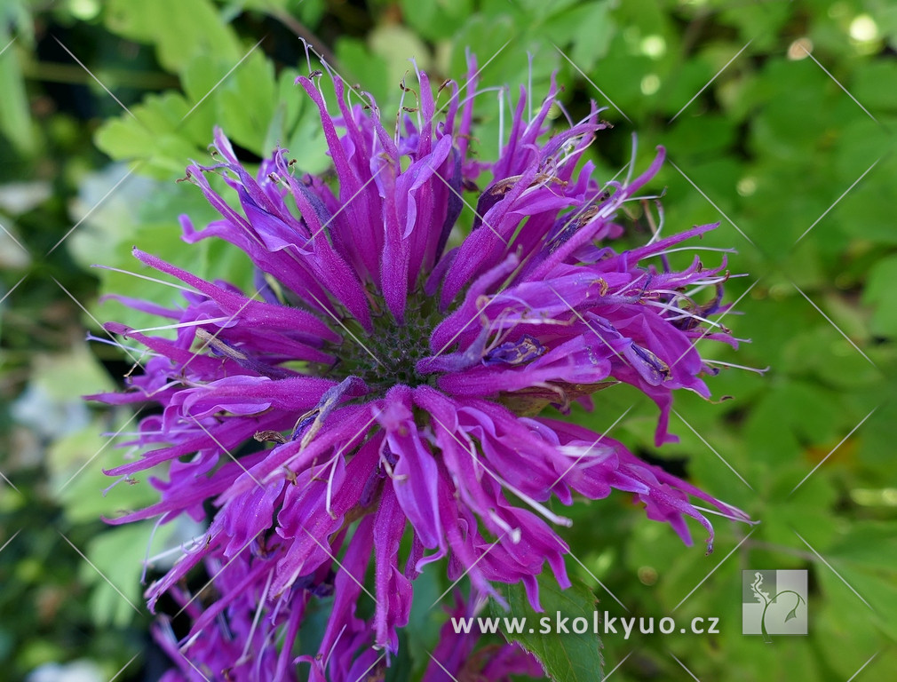 Monarda ´Balmy Lilac´