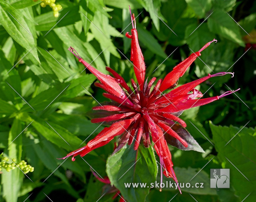 Monarda fistulosa ´Gardenview Scarlet´