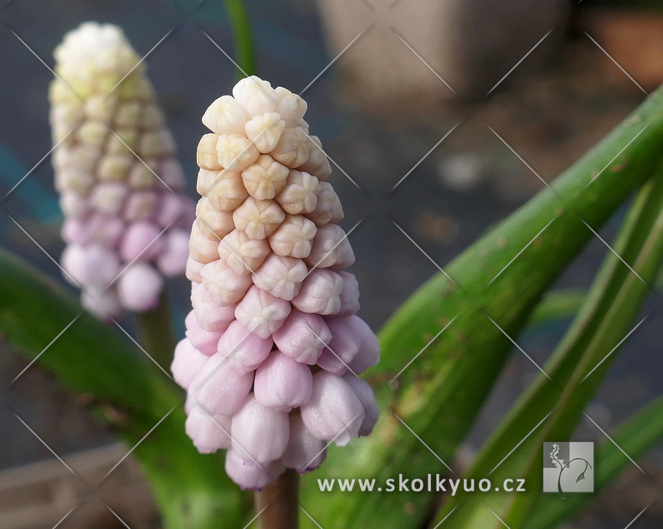 Muscari ´ Pink Sunrise´