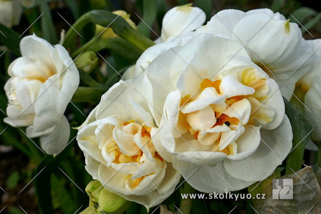 Narcissus ´Bridal Crown´