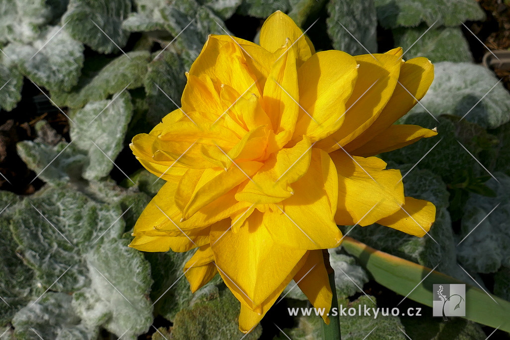 Narcissus ´Golden Ducat´