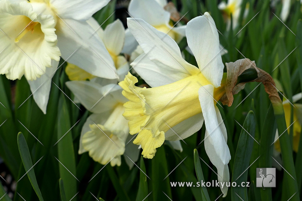 Narcissus ´Mount Hood´