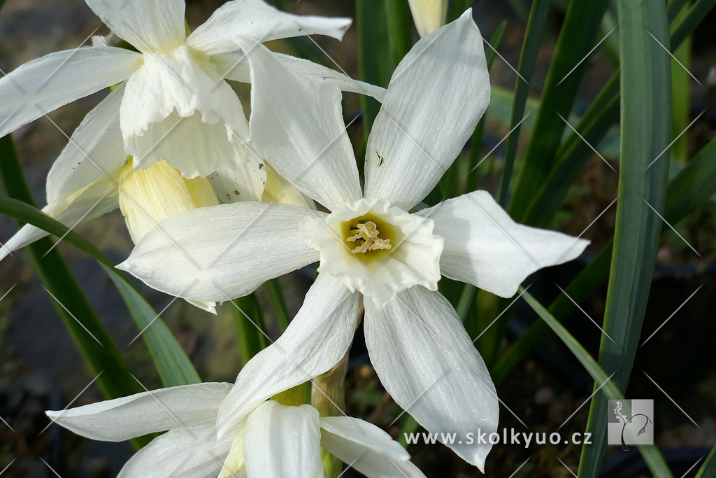 Narcissus ´Thalia´