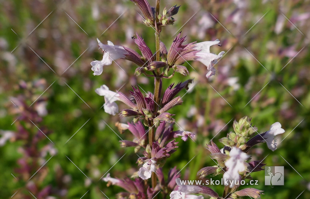 Nepeta grandiflora ´Down to Dusk´