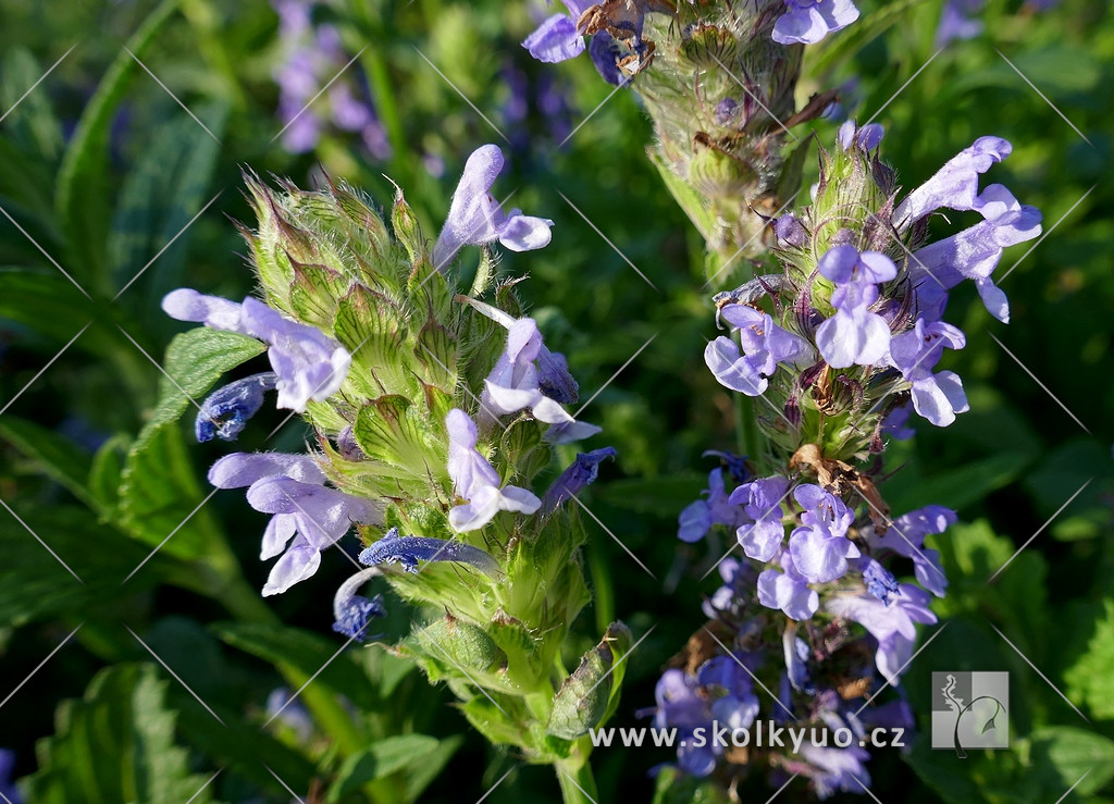 Nepeta nervosa