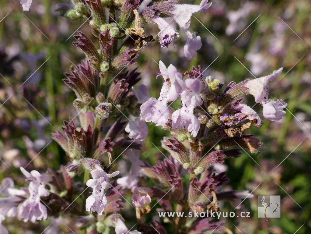 Nepeta racemosa ´Amelia´