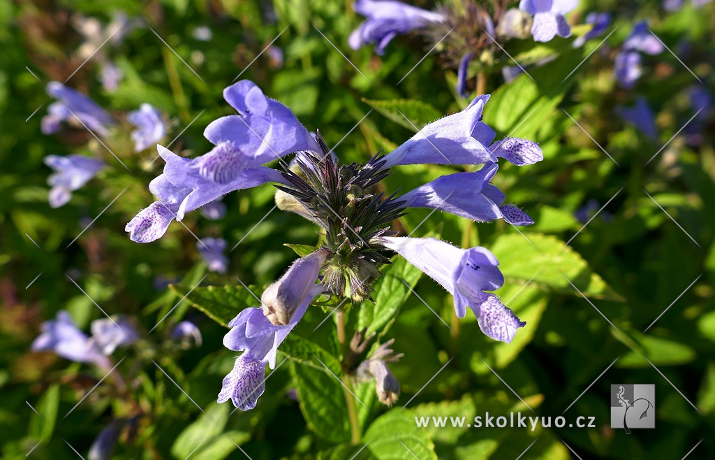 Nepeta subsessilis ´Blue Dreams´