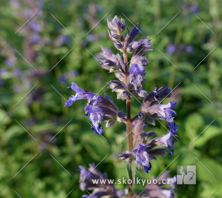 Nepeta x faassenii ´Blue Wonder´