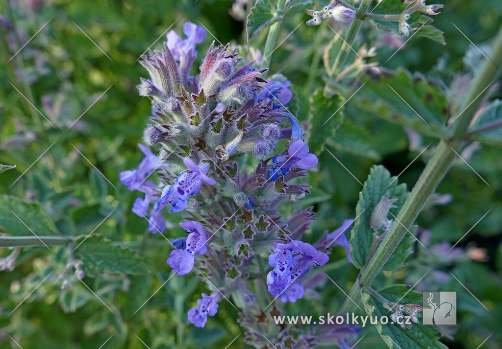 Nepeta x faassenii ´Six Hills Giant´