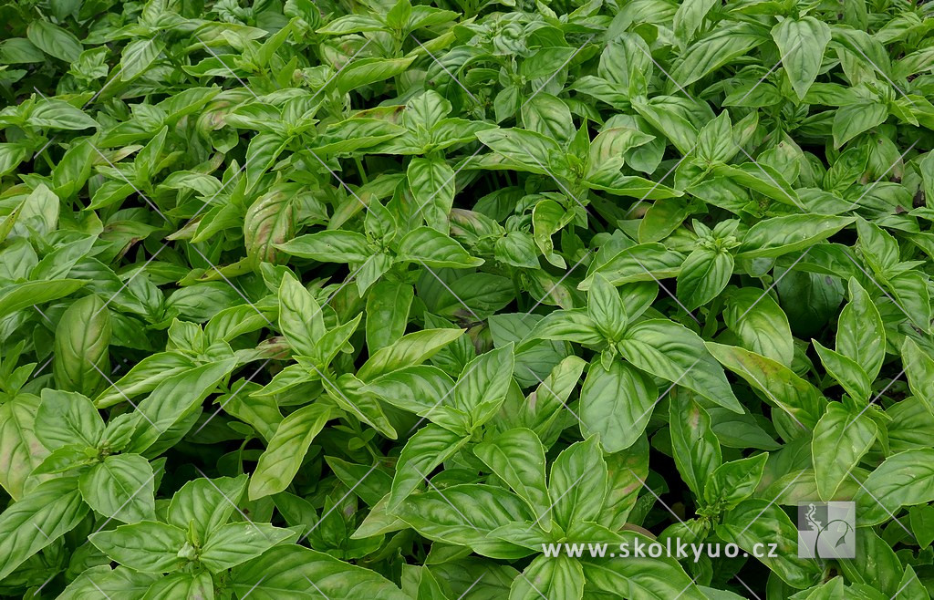 Ocimum basilicum ´Aroma 2´