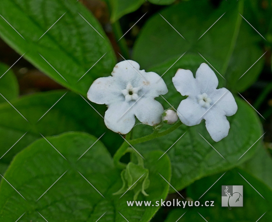 Omphalodes verna ´Alba´