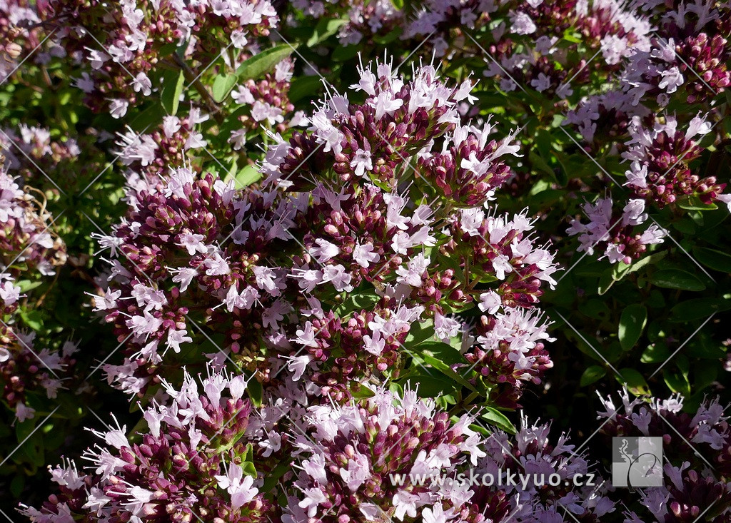 Origanum vulgare ´Compactum´