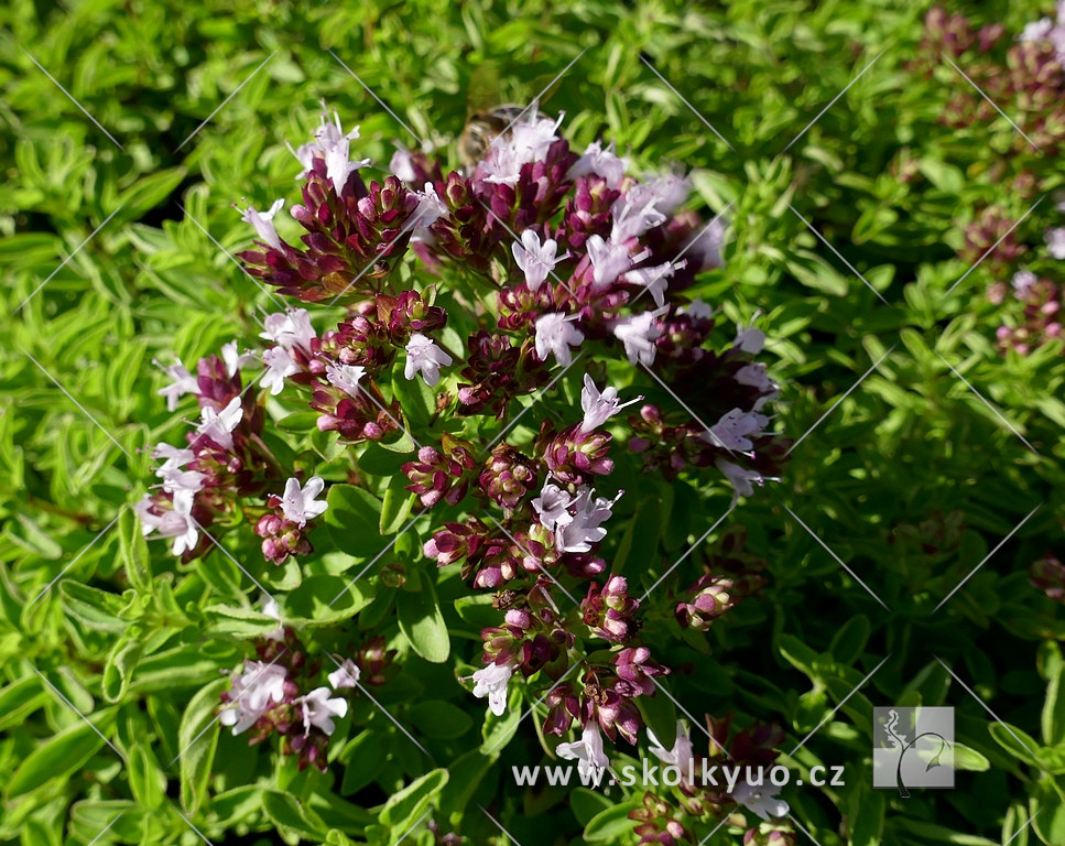 Origanum vulgare ´Diabolo´