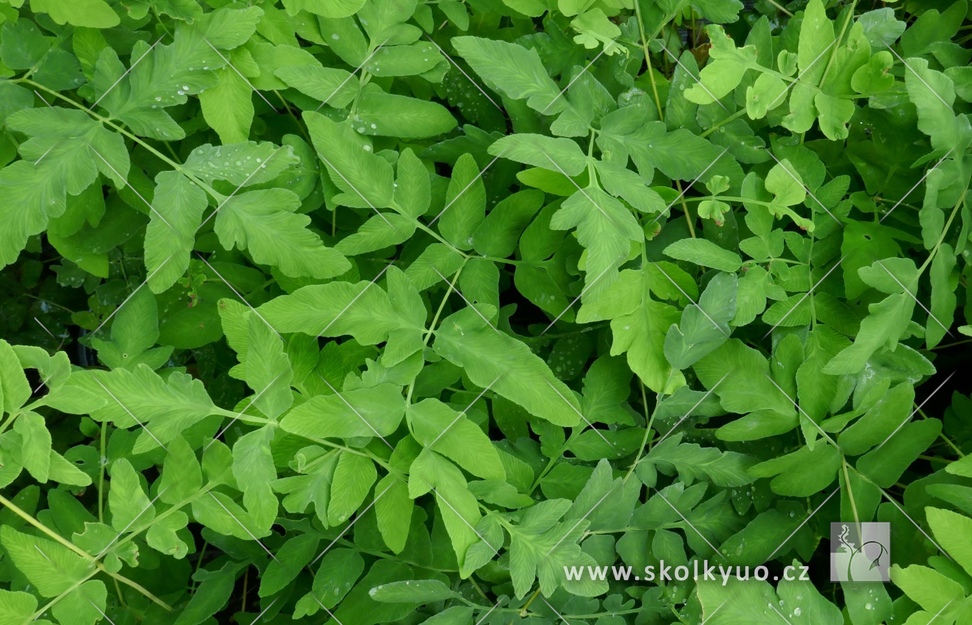 Osmunda regalis