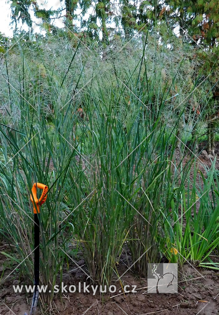 Panicum virgatum ´Cloud Nine´