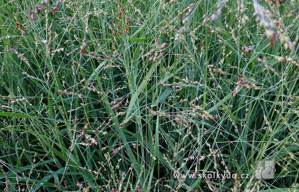 Panicum virgatum ´Heavy Metal´