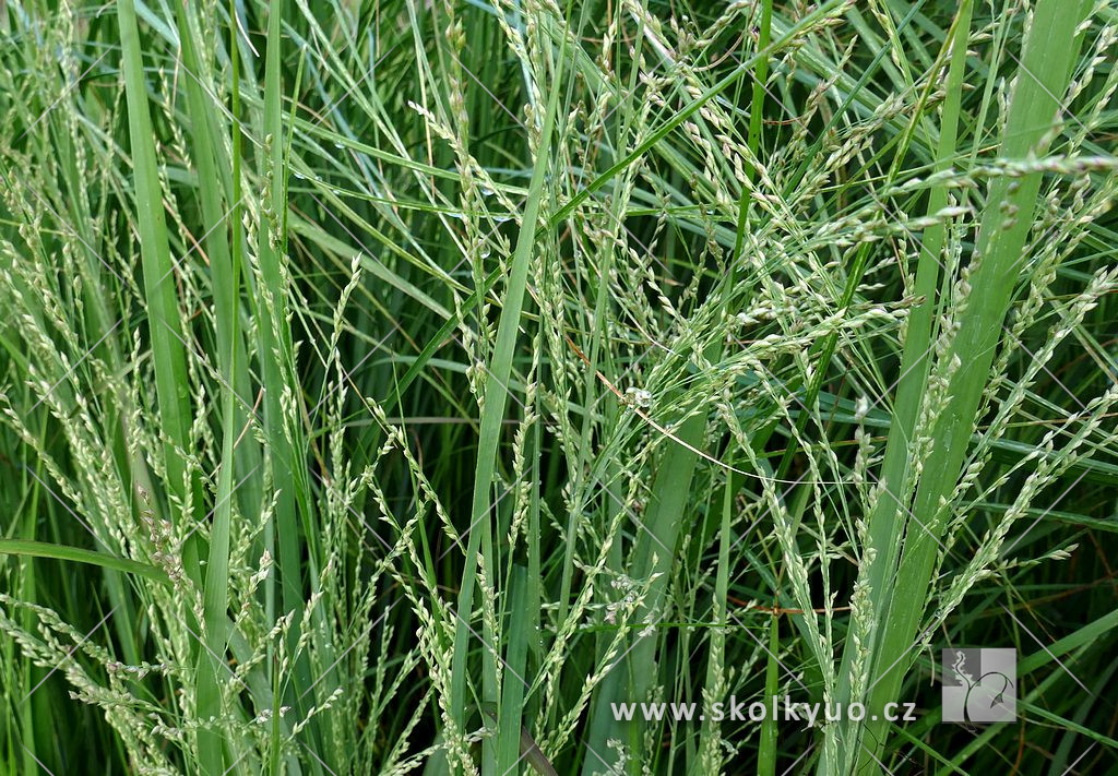 Panicum virgatum ´Northwind´