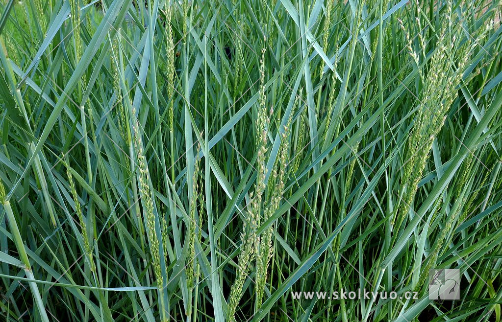 Panicum virgatum ´Praire Sky´