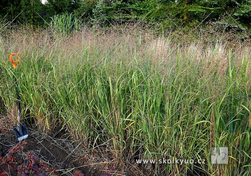 Panicum virgatum ´Strictum´