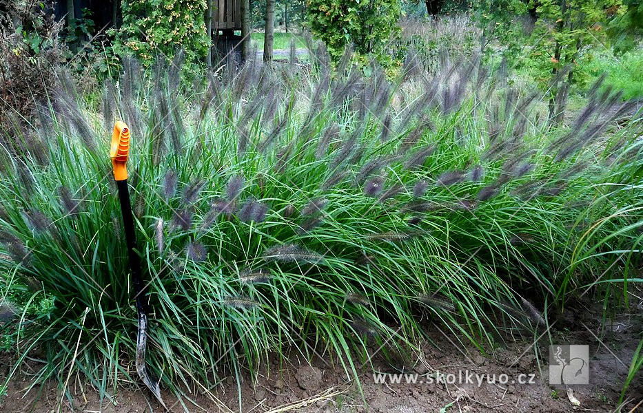 Pennisetum alopecuroides ´Black Beauty´