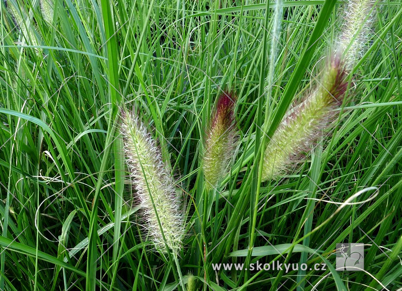 Pennisetum alopecuroides ´Cassian´