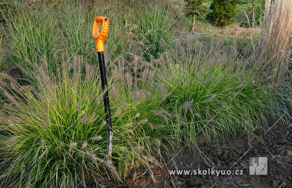 Pennisetum alopecuroides ´Hameln Gold´