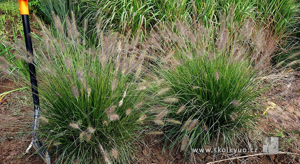 Pennisetum alopecuroides ´Hameln´